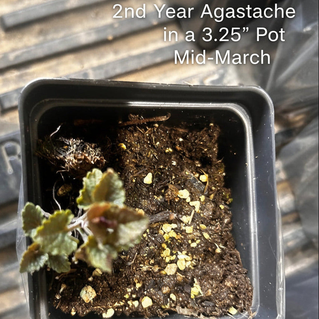 Anise Hyssop Live Plant – Agastache foeniculum – Native Pollinator Perennial – Zones 3–9
