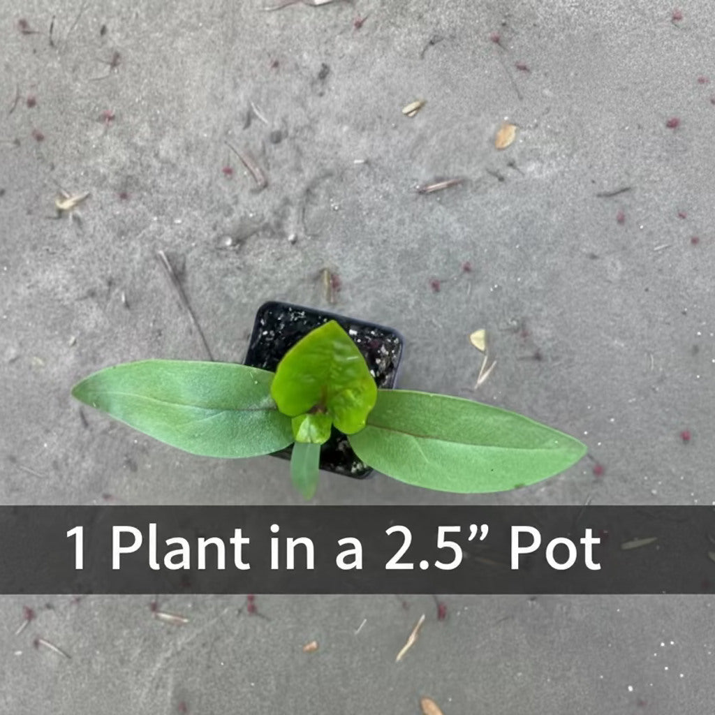 Red Malabar Spinach Live Plant – Basella rubra – Heat-Loving Edible Climbing Vine