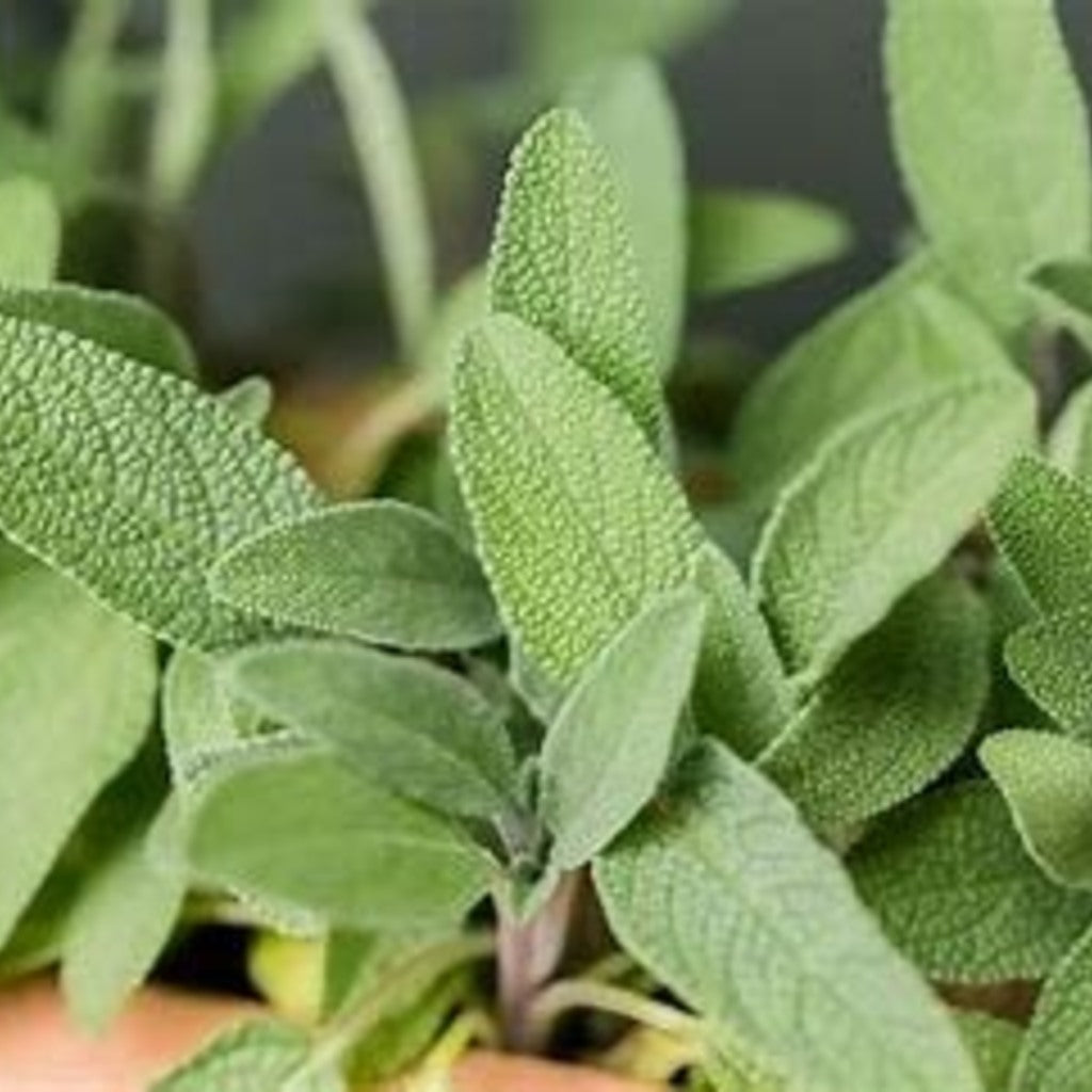 Culinary Sage Plant - Live Salvia officinalis, Herb Garden Perennial, Zones 4-10