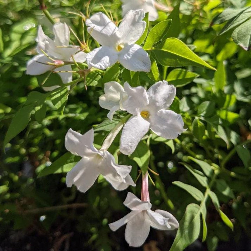 Hardy Jasmine Live Plant – Jasminum officinale – Fragrant White Flowering Vine – Perennial
