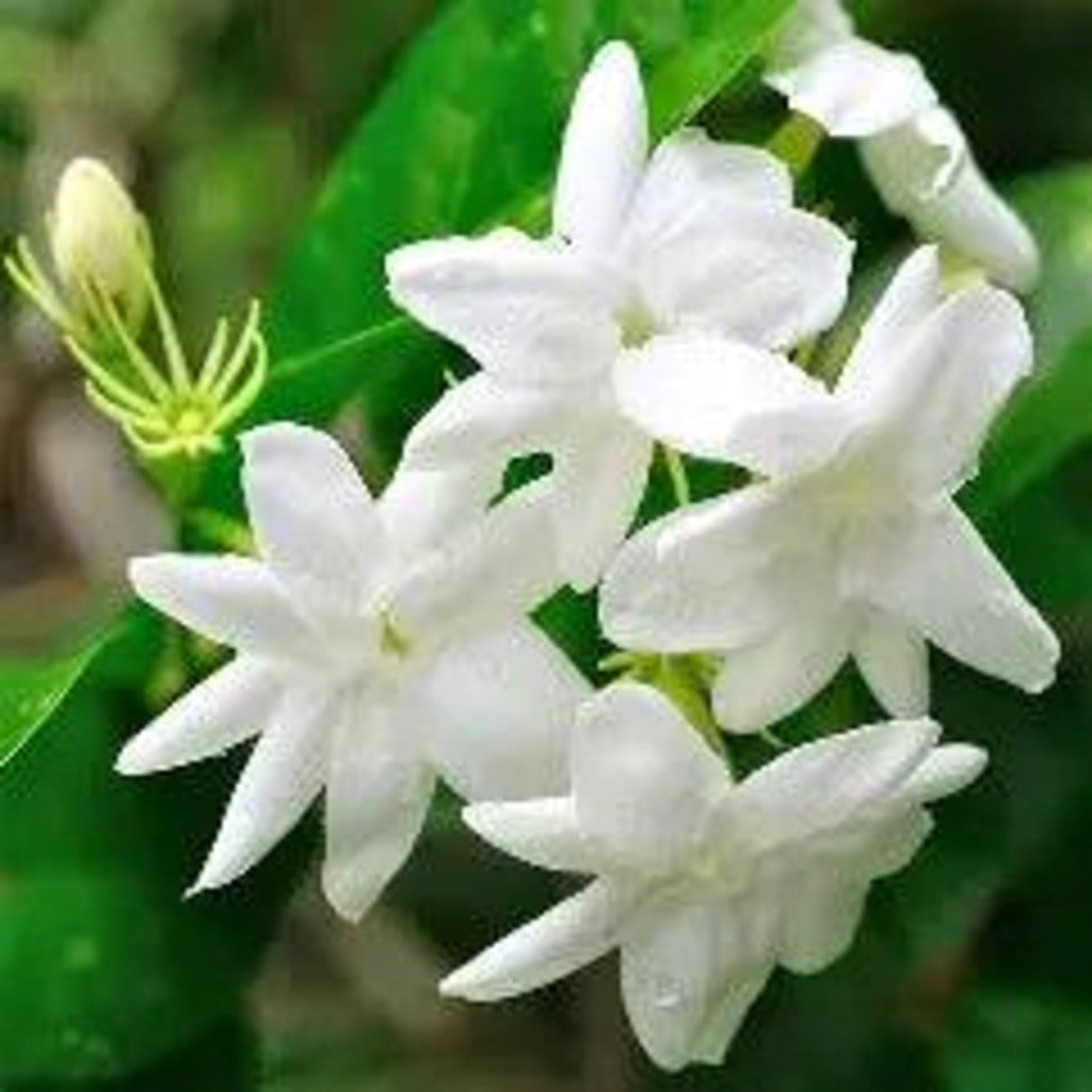 Hardy Jasmine Live Plant – Jasminum officinale – Fragrant White Flowering Vine – Perennial
