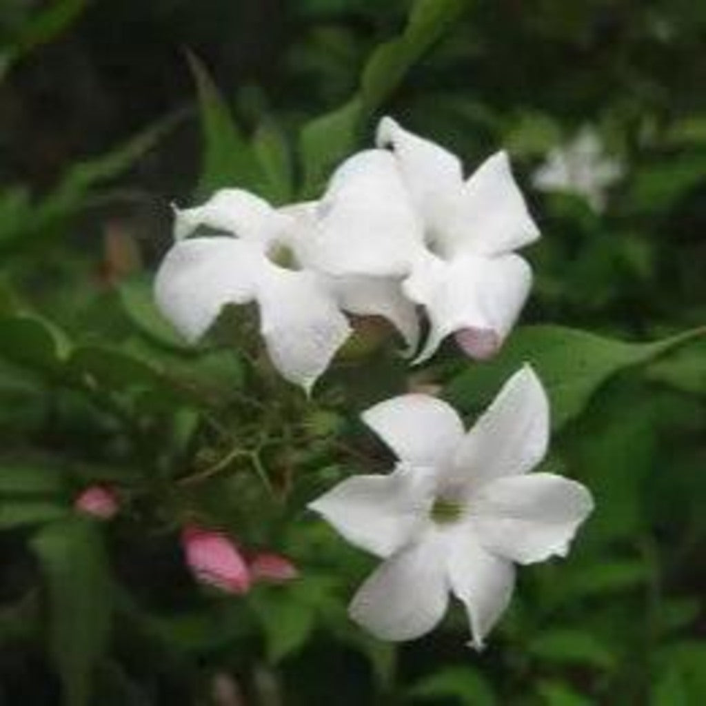 Hardy Jasmine Live Plant – Jasminum officinale – Fragrant White Flowering Vine – Perennial