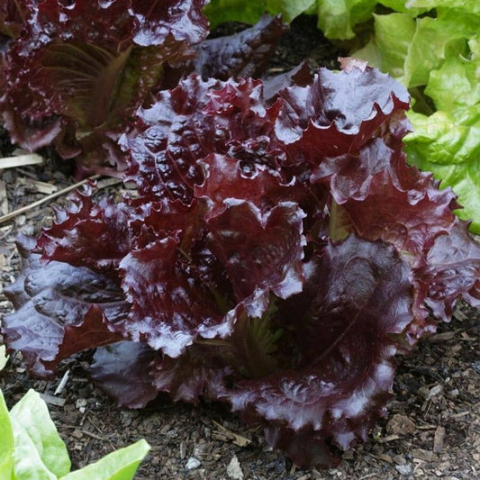 Steep Hill Garden Merlot Lettuce live plants with deep red, heat-tolerant leaves for gourmet salads.