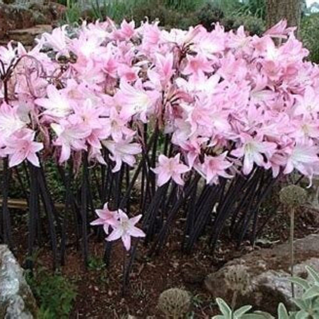 Three Naked Ladies bulbs, Belladonna Lily and Resurrection Lily, from Steep Hill Garden, with green foliage and bulb packaging.