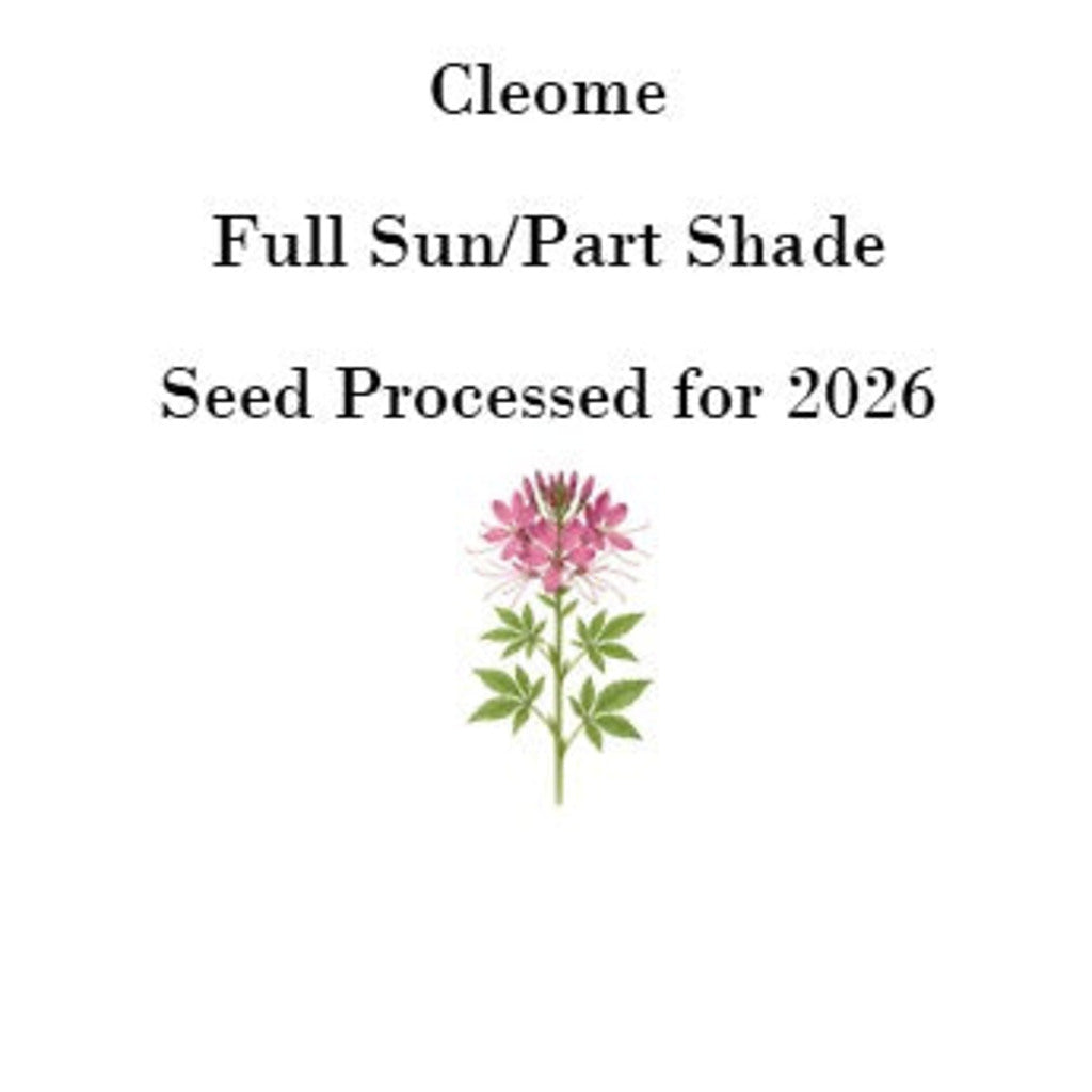 Cleome Seeds (Spider Flower) – 50 Seeds, Self-Seeding Annual, Pink & Purple Blooms