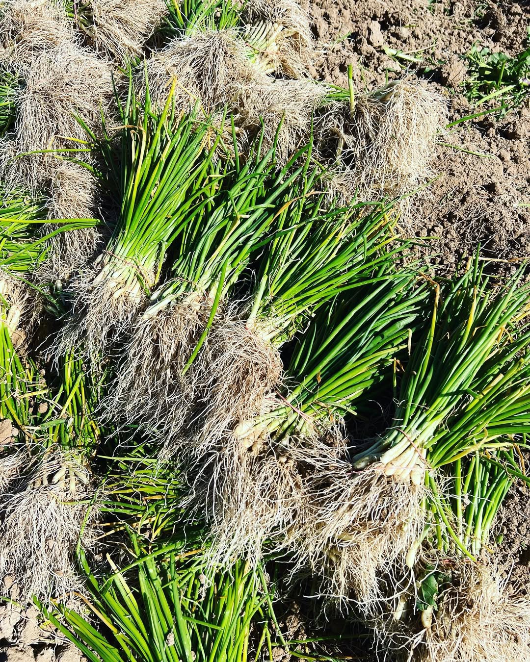 (Long Day) White Spanish Onion Plants