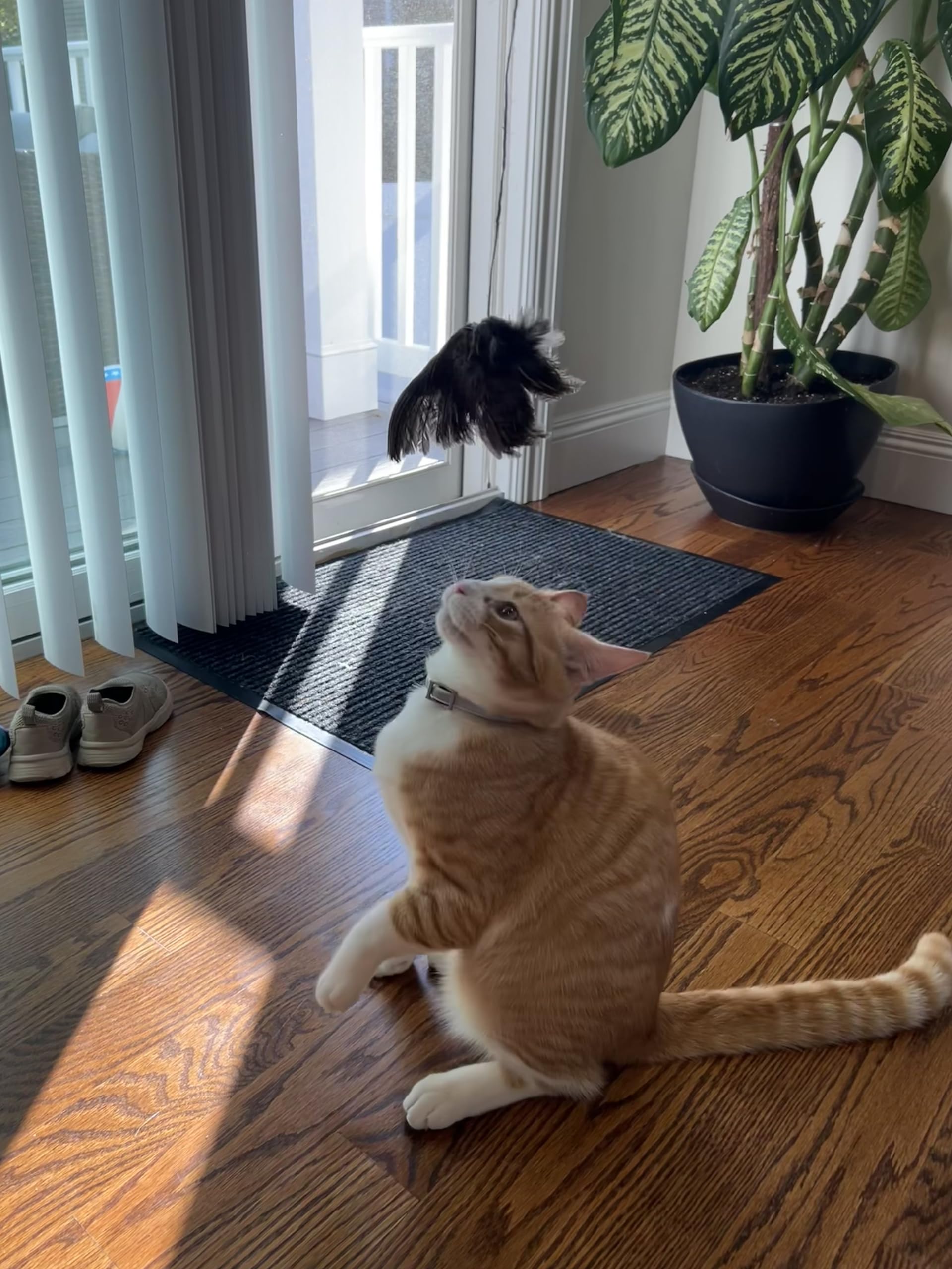 Real quail wing cat toy with bird scent for interactive play and training, ideal for hunting dogs and cats, by Quailz.com.