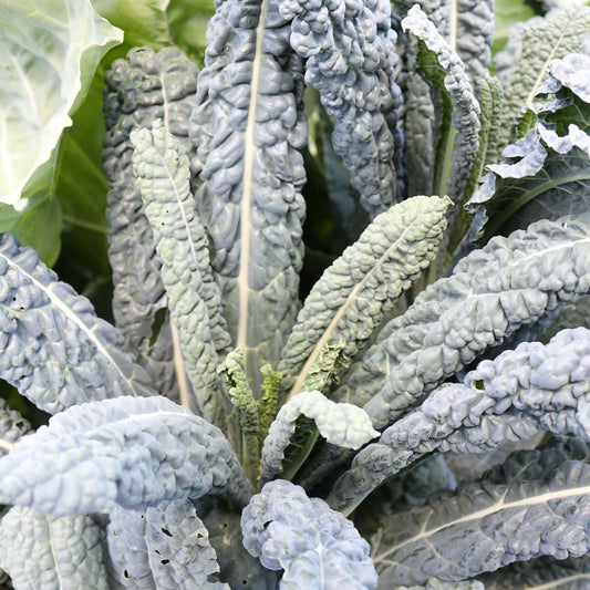 Black Magic Kale - Blessings Grow Meadows