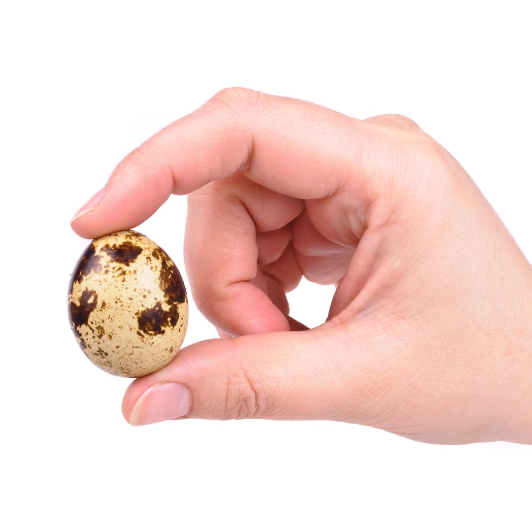 Set of 10 cleaned hollow quail eggs with empty shells, ideal for crafting and decoration, from Quailz.com by Undique LLC.