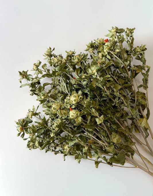 Dried green safflower flowers from Sunny Meadows Flower Farm, showcasing vibrant green petals and dried texture.