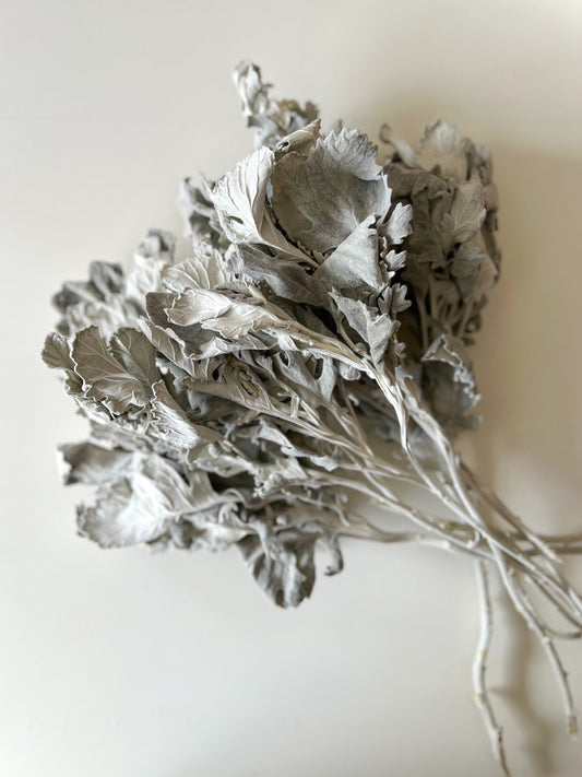 Dried Dusty Miller flower from Sunny Meadows Flower Farm, featuring silvery-gray, textured foliage in a natural arrangement.