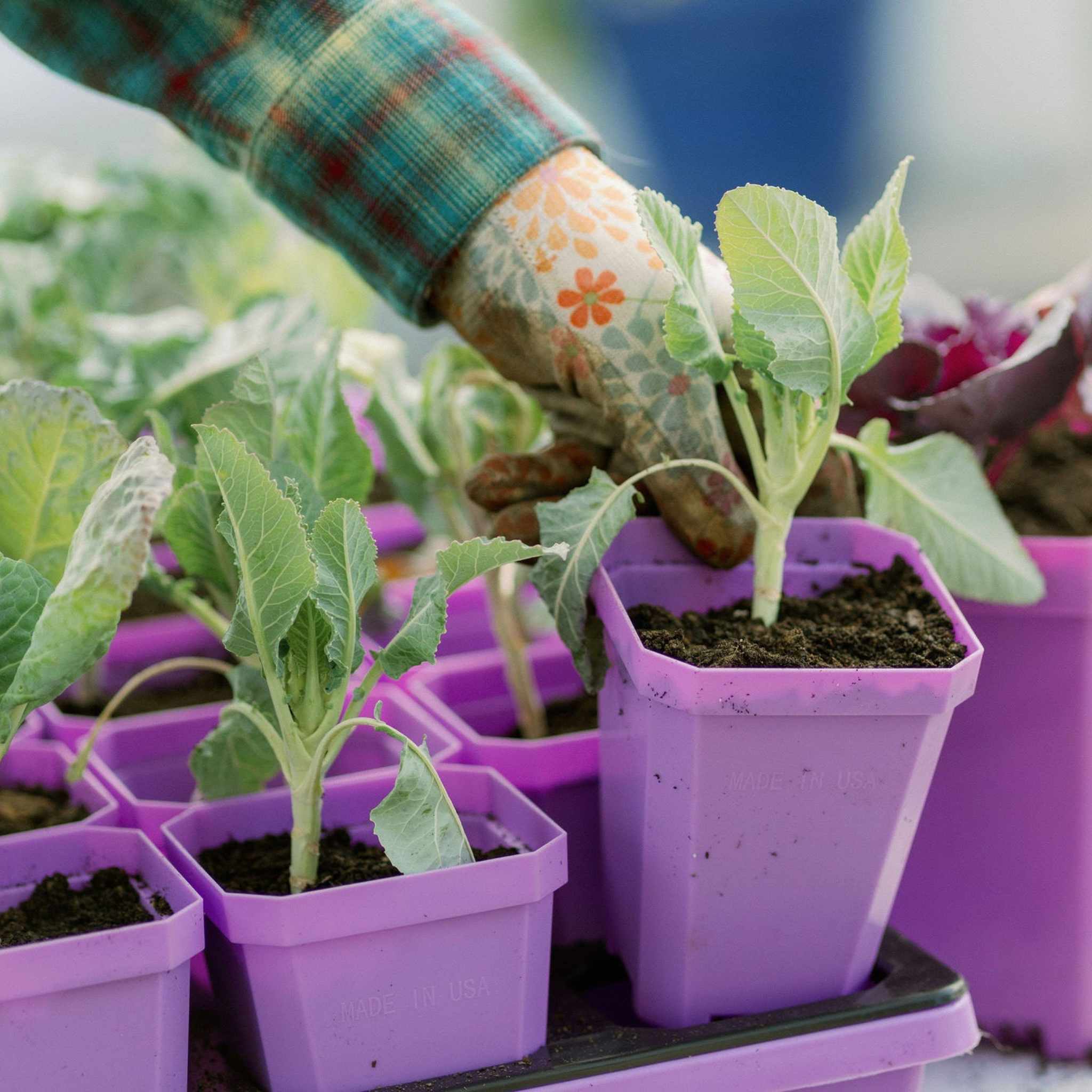 A hand wearing a floral-patterned gardening glove tends to green leafy seedlings in purple pots. The background is slightly blurred, focusing on the plant care process.