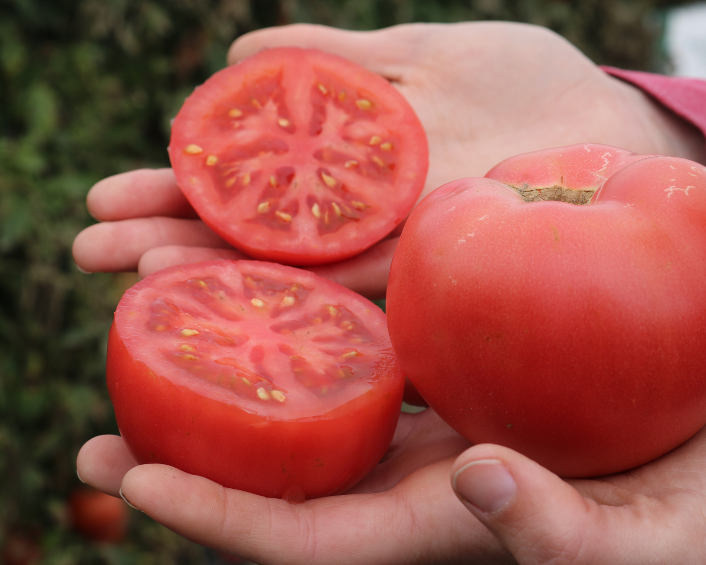 Pink Gal Hybrid Tomato Seeds - Blessings Grow Meadows