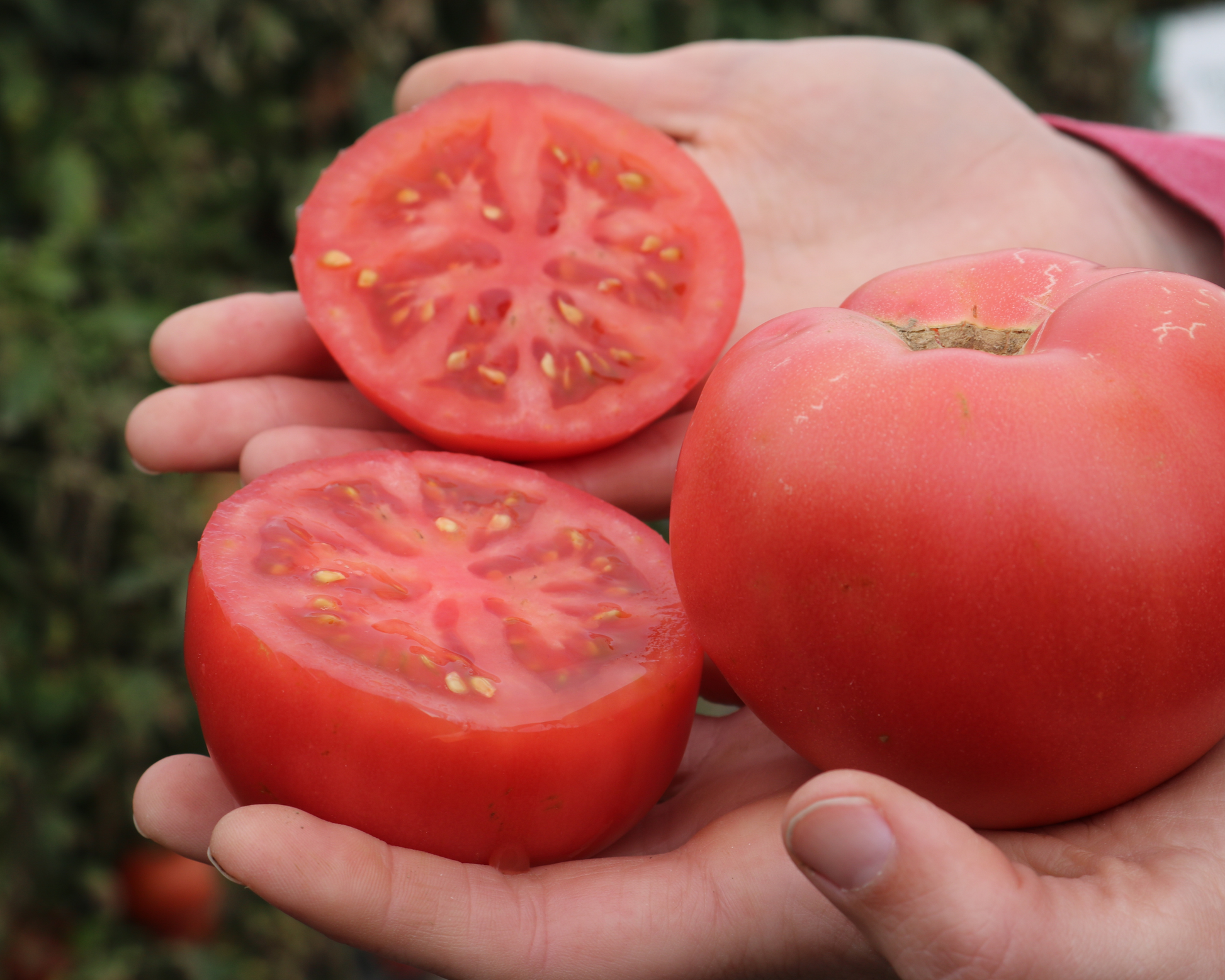 Pink Gal Hybrid Tomato Seeds - Blessings Grow Meadows