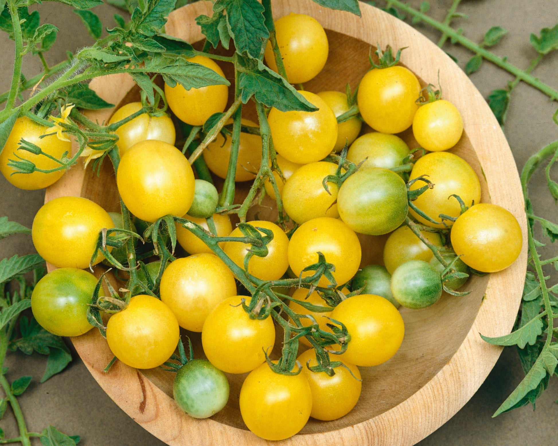 Firefly Hybrid Tomato Seeds - Blessings Grow Meadows