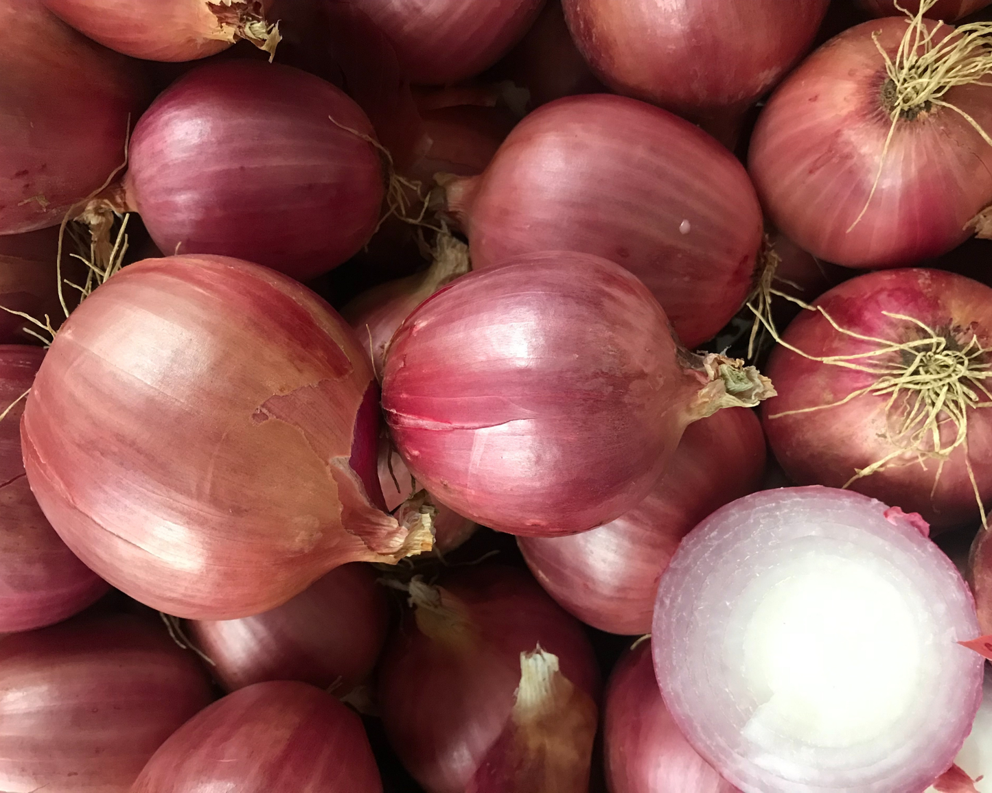 Blush Hybrid Onion Seeds - Blessings Grow Meadows