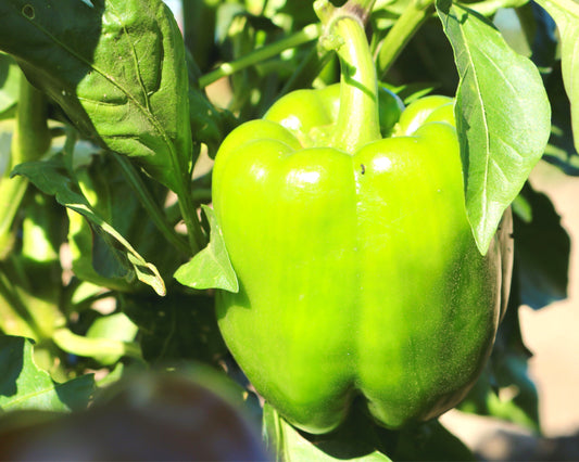 King Arthur Hybrid Bell Pepper Seeds - Blessings Grow Meadows