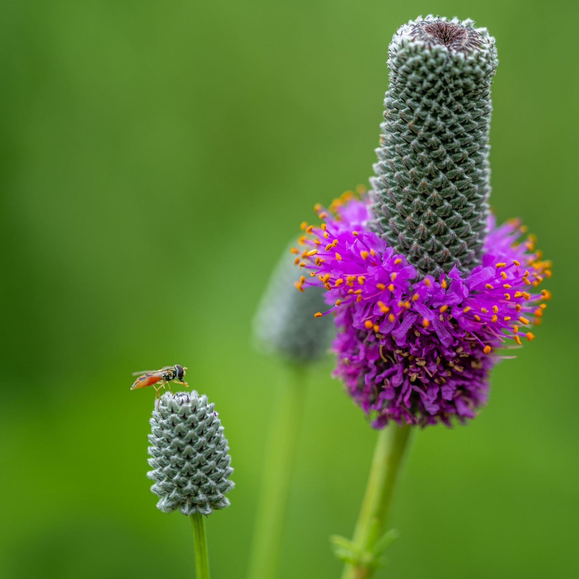 Purple Prairie Clover Seed - Blessings Grow Meadows
