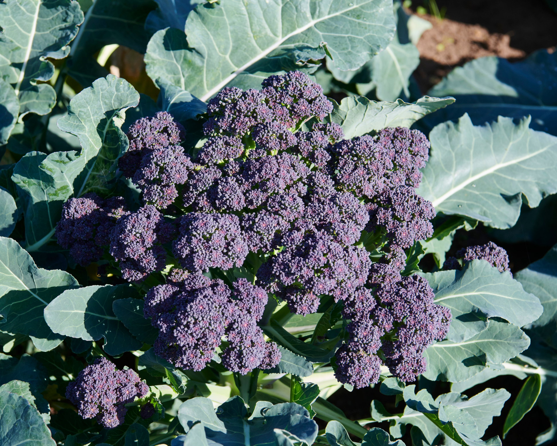 Burgundy Hybrid Broccoli Seeds - Blessings Grow Meadows