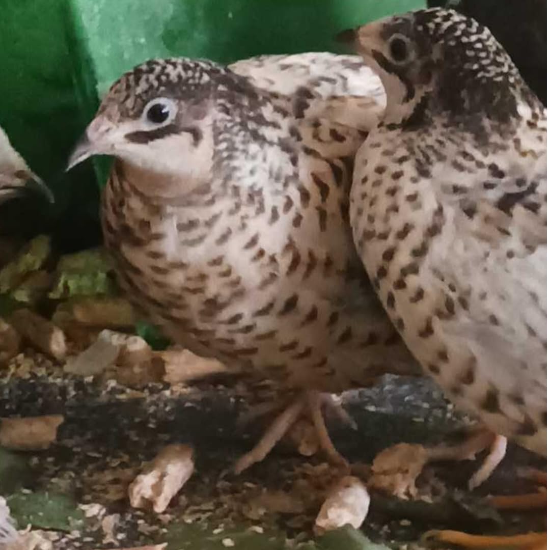 Button quail eggs for hatching, small brown eggs from Quailz.com by Undique LLC, arranged in a carton.