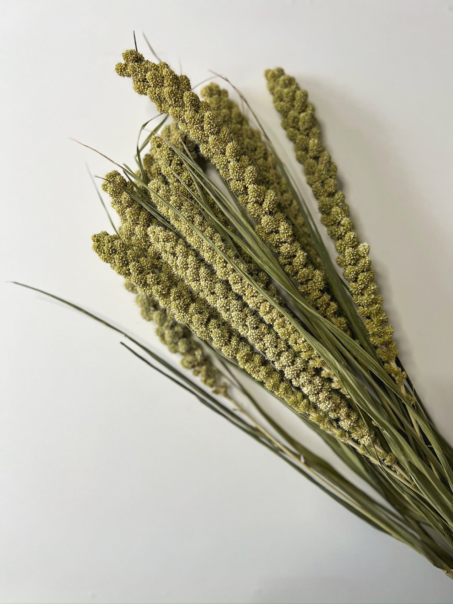 Dried Limelight Millet