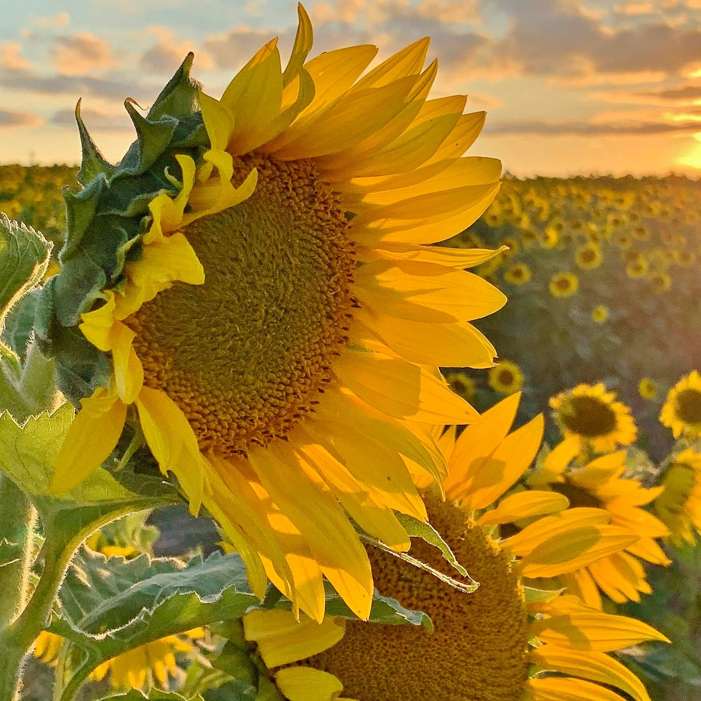 Sunflower Oil | 16 oz | Non GMO, Gluten Free, Vegan | Simply Sunflower - BuyNebraska.com ~ Blessings Grow Meadows