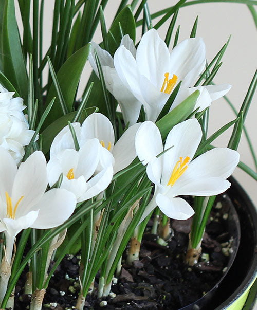 Jeanne d' Arc Large Flowering Crocus - 10 bulbs