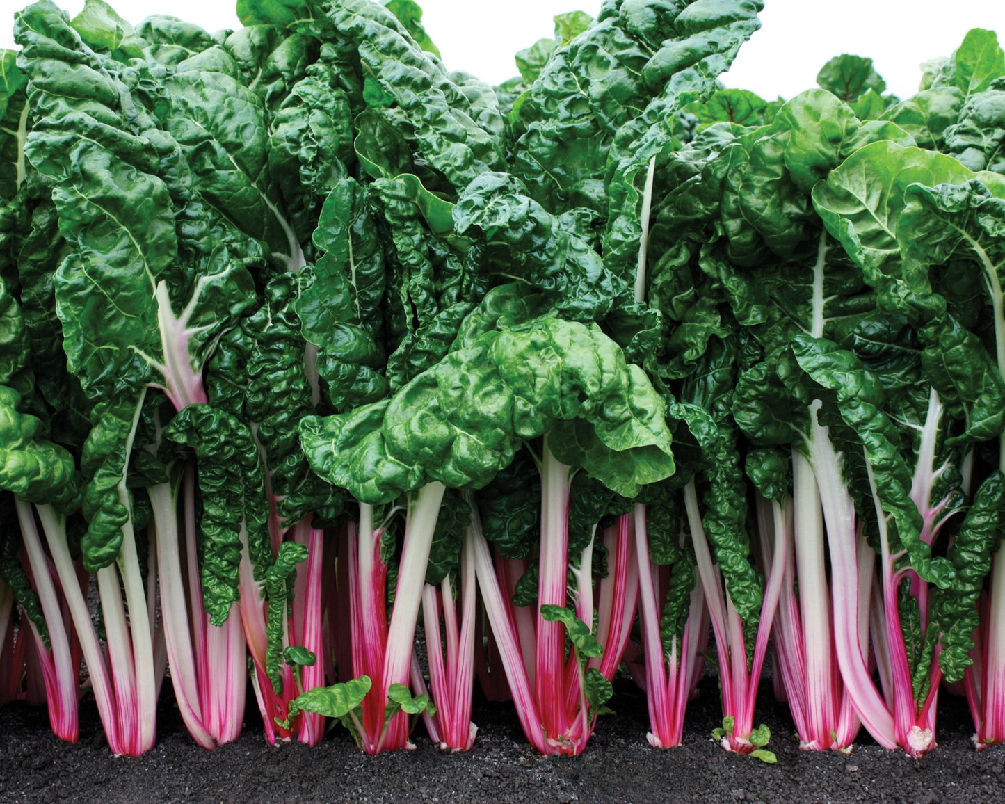 Peppermint Swiss Chard Seeds - Blessings Grow Meadows