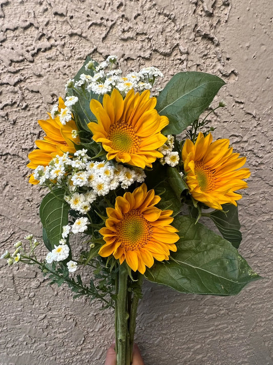 Sunflower Procut Gold Lite seeds