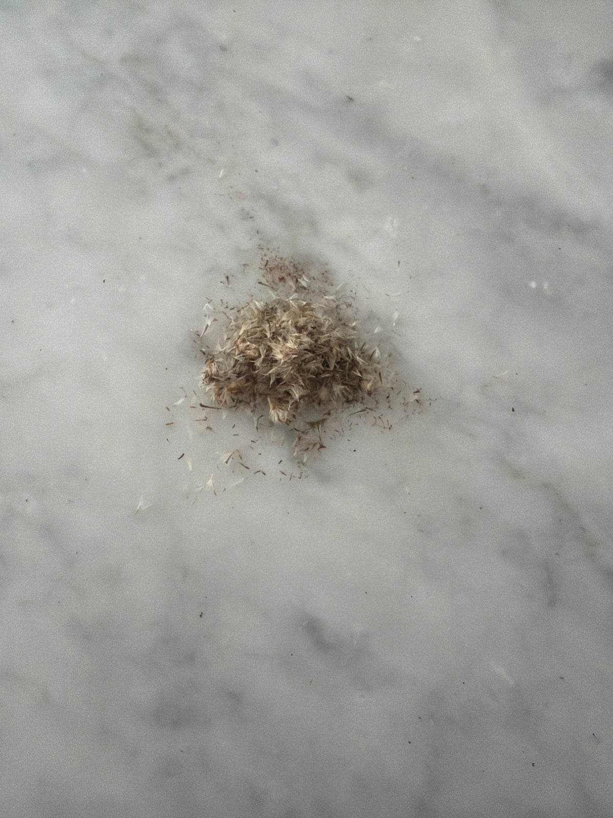 Goldenrod Solidago Altissima seeds from Steep Hill Garden, showing small seed clusters ready for stratification for pollinator-friendly planting.