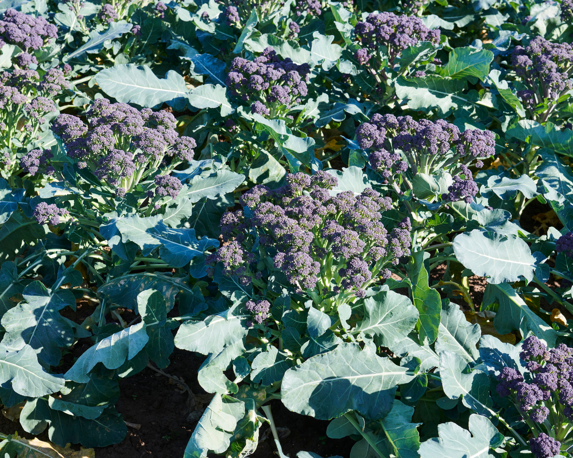 Burgundy Hybrid Broccoli Seeds - Blessings Grow Meadows
