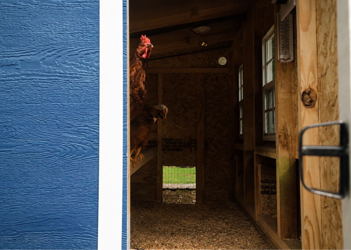 OverEZ large chicken coop with spacious interior and secure fencing, designed for up to 15 chickens.