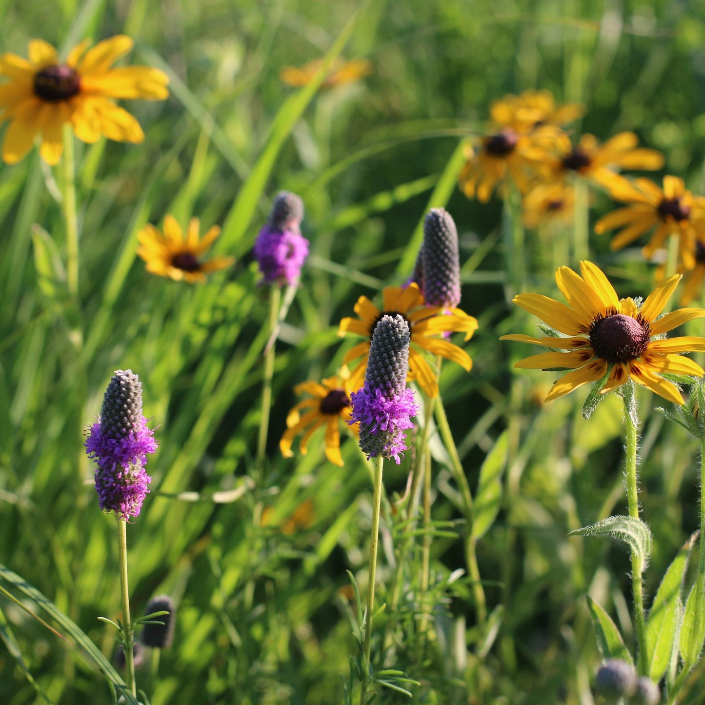 Purple Prairie Clover Seed - Blessings Grow Meadows