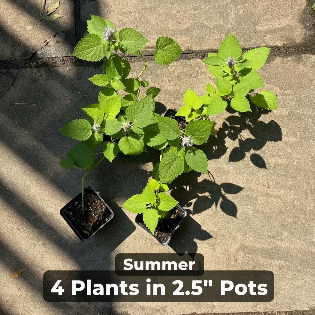 Anise Hyssop Live Plant – Agastache foeniculum – Native Pollinator Perennial – Zones 3–9
