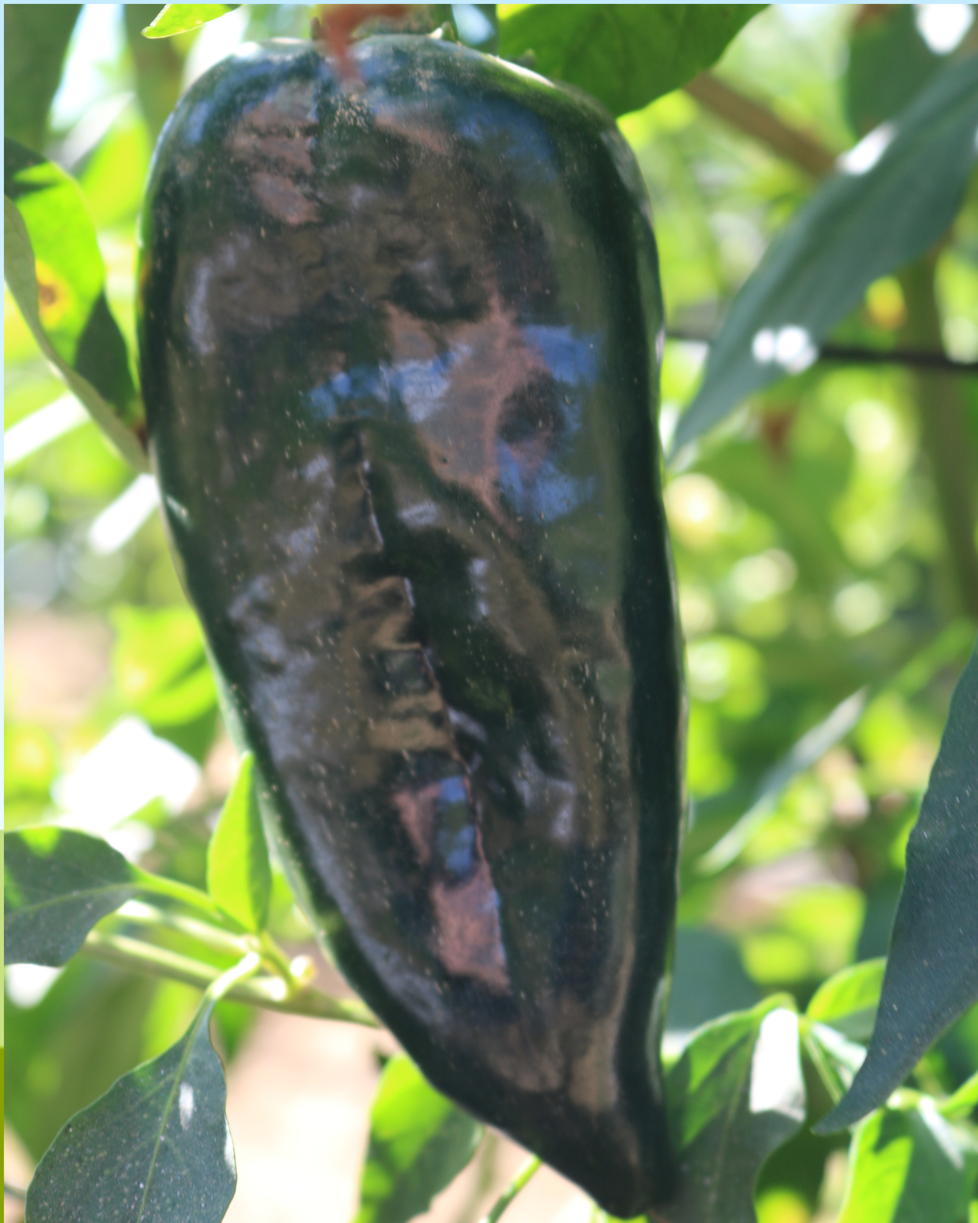 Carranza Hybrid Pepper Seeds - Blessings Grow Meadows