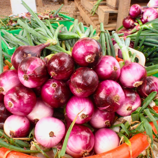 (Long Day) Redwing Onion Plants