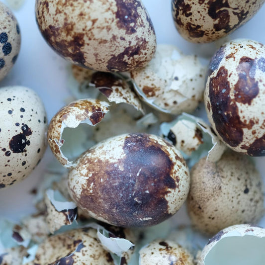 Close-up of Quail PlantShellz, natural plant nourishment for house plants, showing the textured, organic formula in a container.
