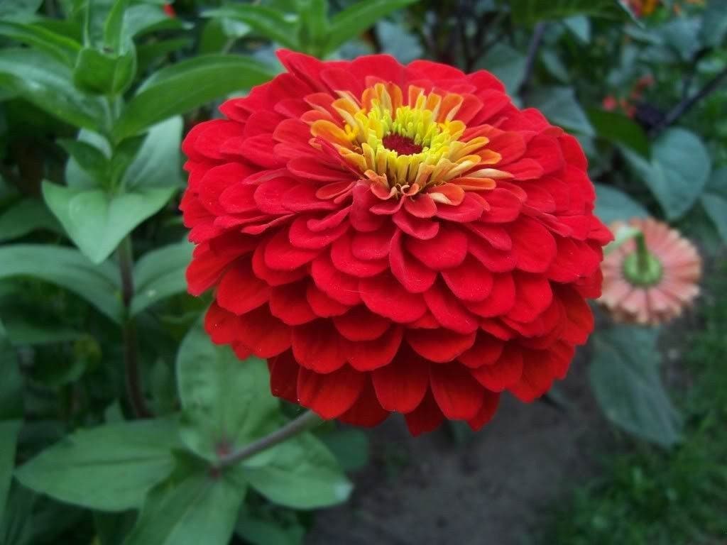 500 Mixed Colors CALIFORNIA GIANT ZINNIA Elegans Flower Seeds - Blessings Grow Meadows -