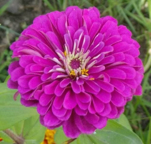 500 Mixed Colors CALIFORNIA GIANT ZINNIA Elegans Flower Seeds - Blessings Grow Meadows -