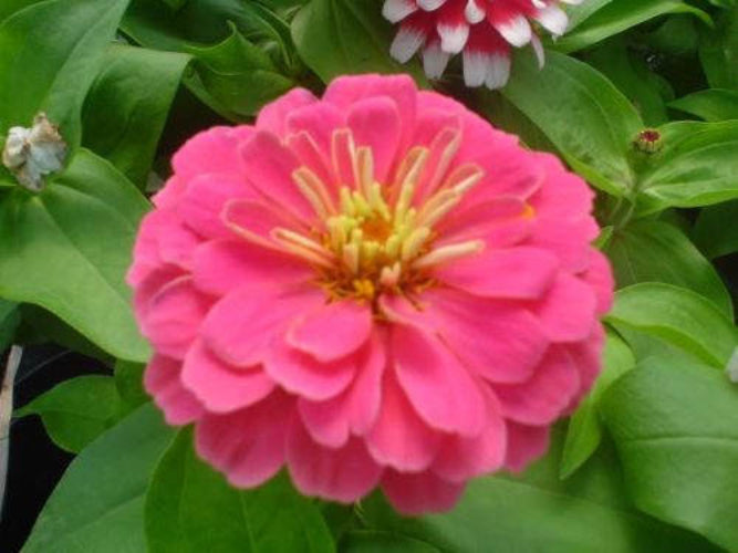 500 Mixed Colors CALIFORNIA GIANT ZINNIA Elegans Flower Seeds - Blessings Grow Meadows -