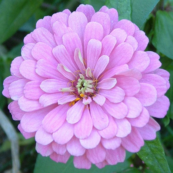 500 Mixed Colors CALIFORNIA GIANT ZINNIA Elegans Flower Seeds - Blessings Grow Meadows -