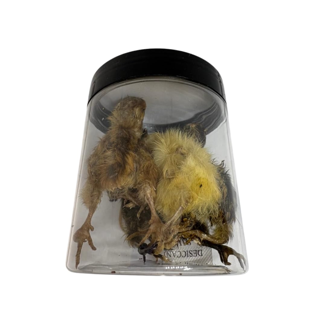 Five medium-sized whole quail chicks for carnivore pets, natural prey feeding, high-quality protein source from Quailz.com.