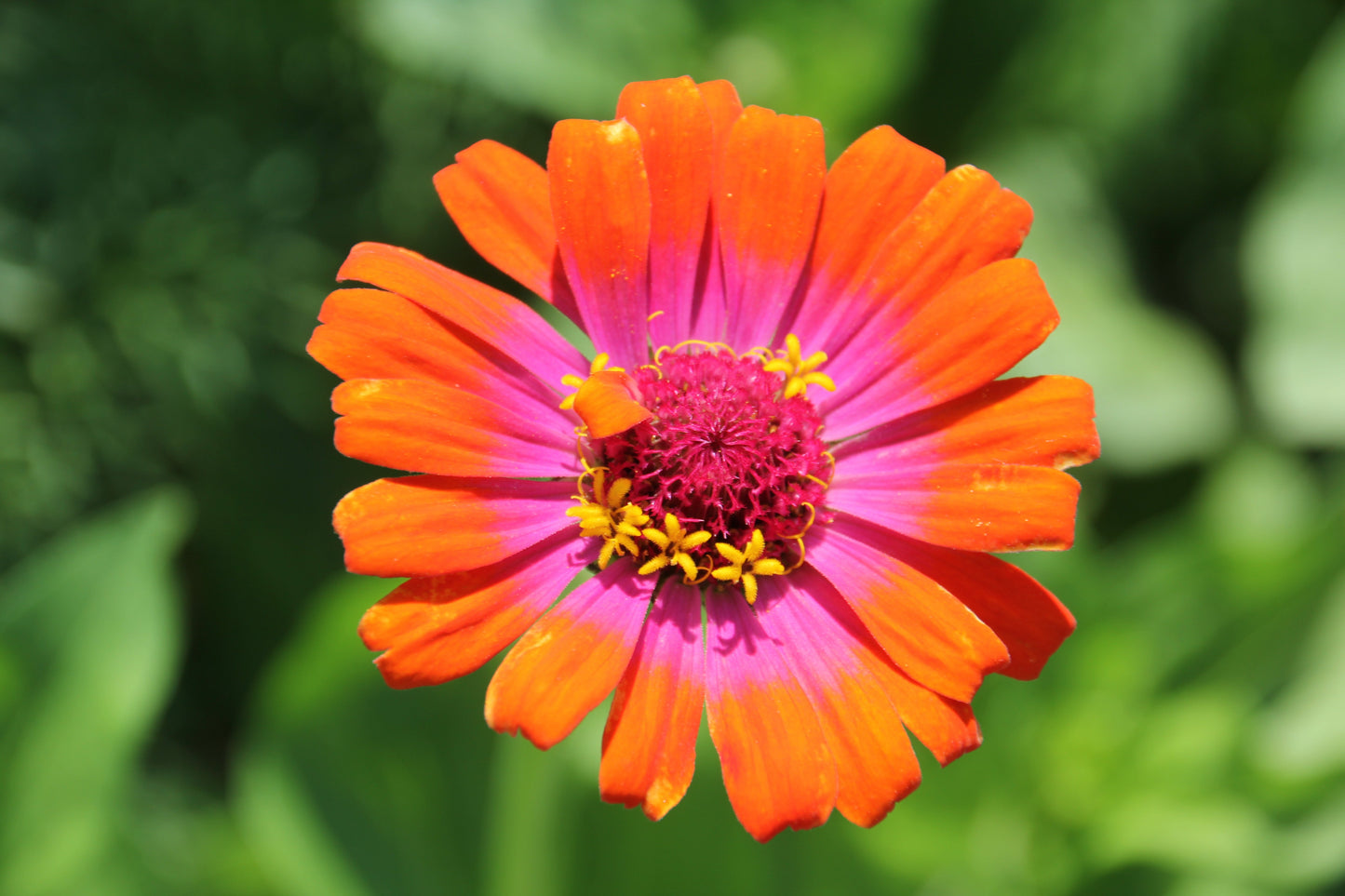 50 CAROUSEL MIX ZINNIA Elegans Carrousel Whirligig Mixed Colors Bicolor Flower Seeds - Blessings Grow Meadows -