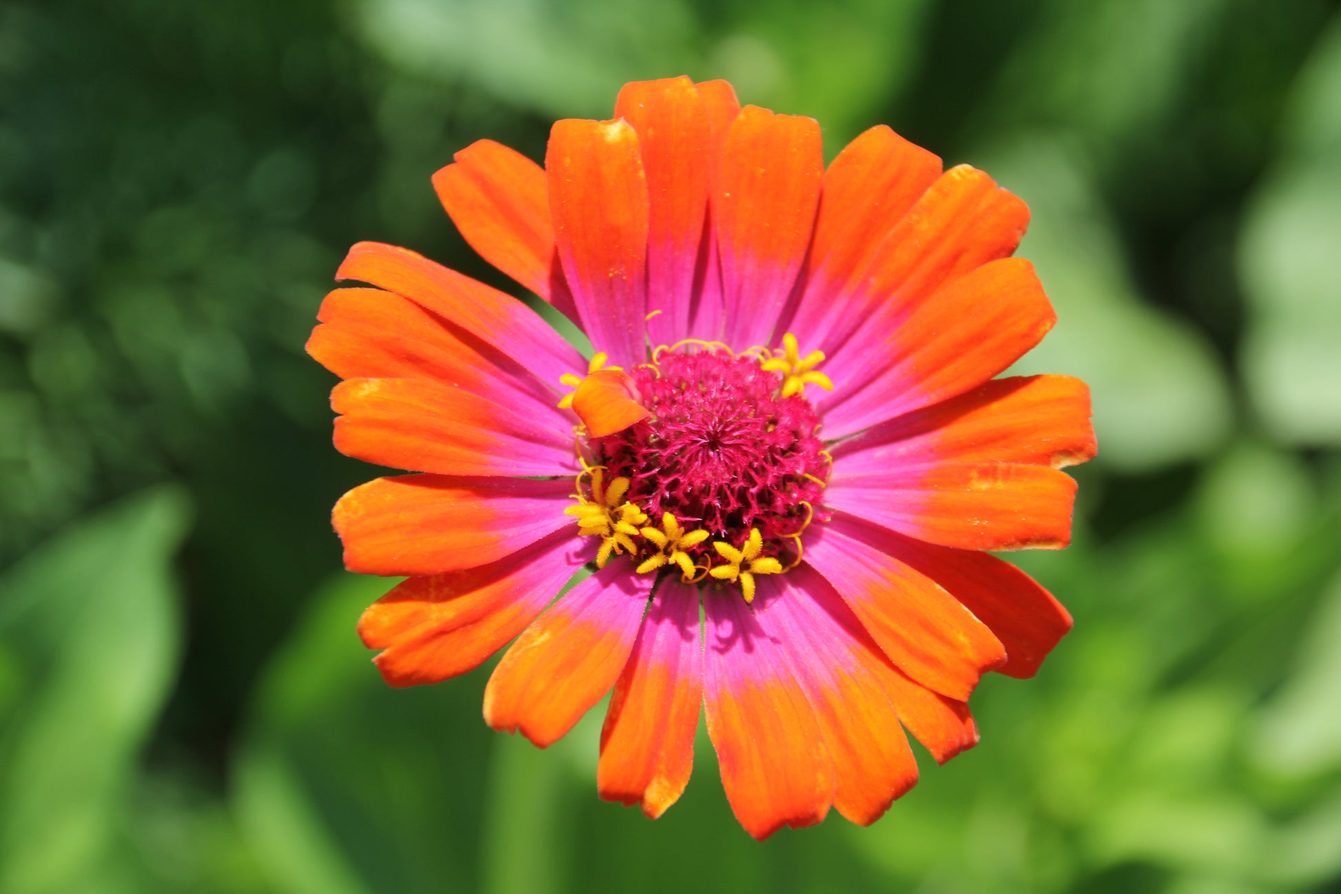 50 CAROUSEL MIX ZINNIA Elegans Carrousel Whirligig Mixed Colors Bicolor Flower Seeds - Blessings Grow Meadows -
