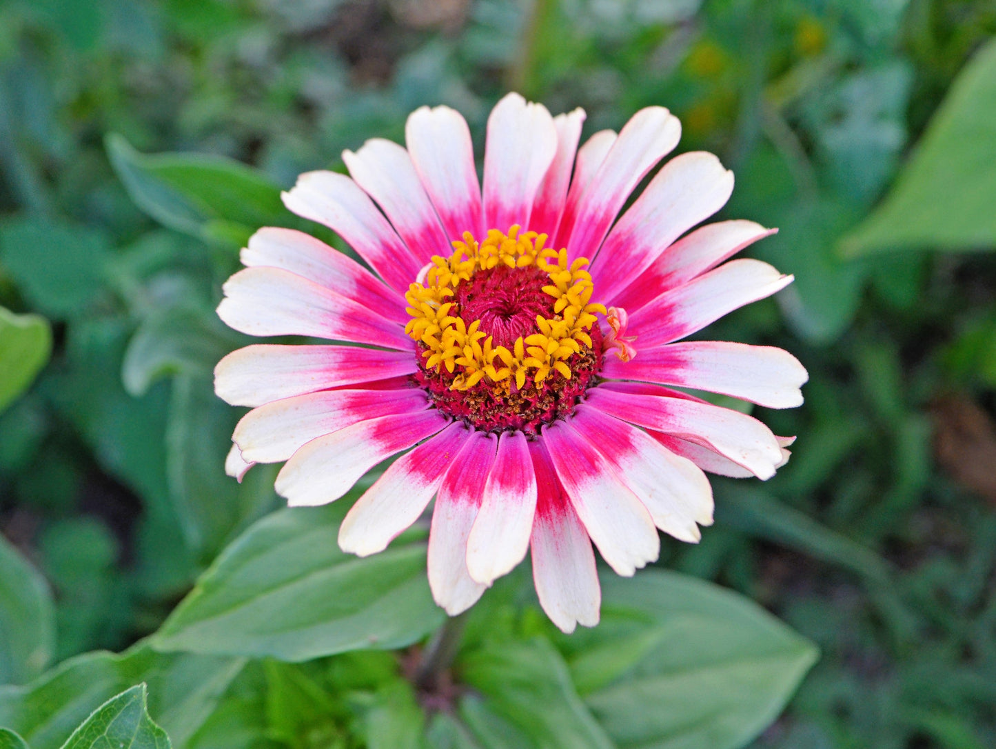 50 CAROUSEL MIX ZINNIA Elegans Carrousel Whirligig Mixed Colors Bicolor Flower Seeds - Blessings Grow Meadows -