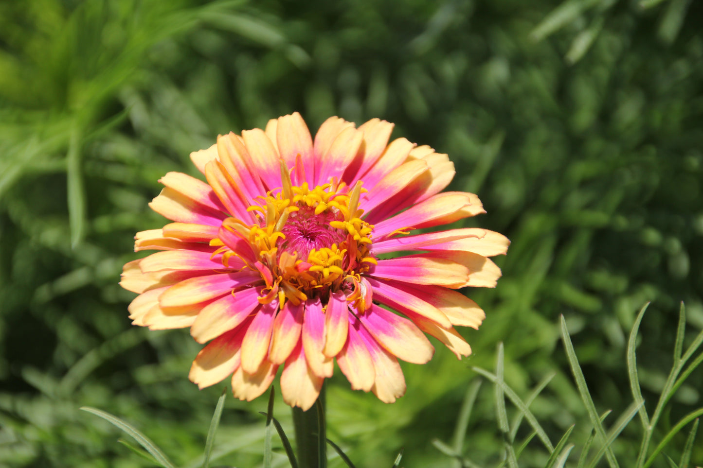 50 CAROUSEL MIX ZINNIA Elegans Carrousel Whirligig Mixed Colors Bicolor Flower Seeds - Blessings Grow Meadows -