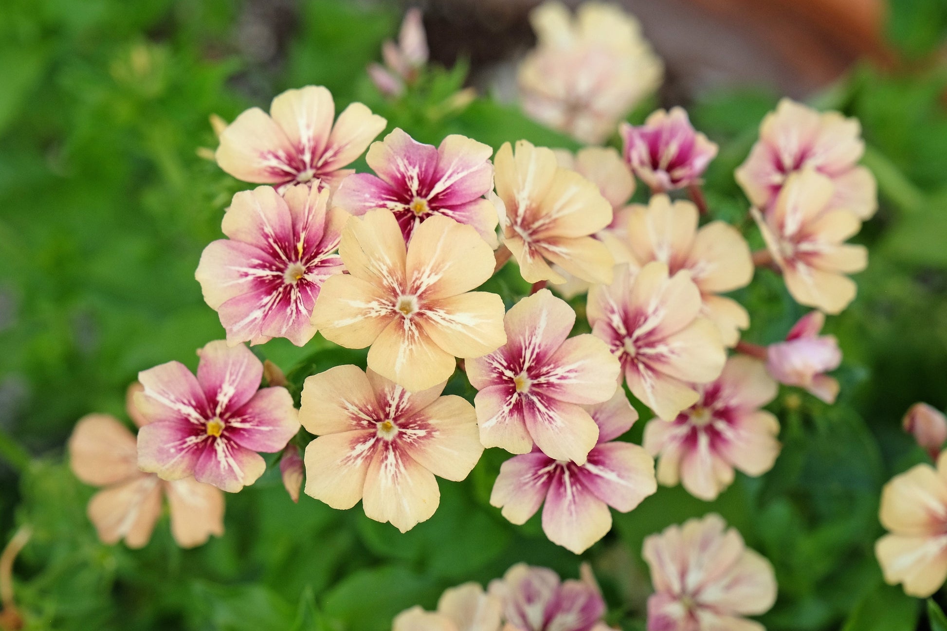50 CHERRY CARAMEL PHLOX Drummondii Bicolor Pink Flower Seeds - Blessings Grow Meadows -
