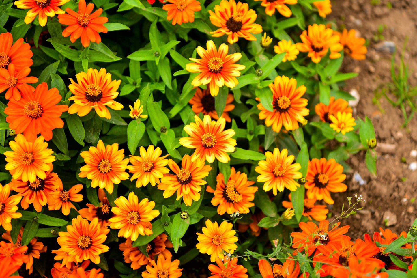 50 SOMBRERO ZINNIA Elegans Mexican Zinnia Haageana Orange Red Yellow Bicolor Flower Seeds - Blessings Grow Meadows -