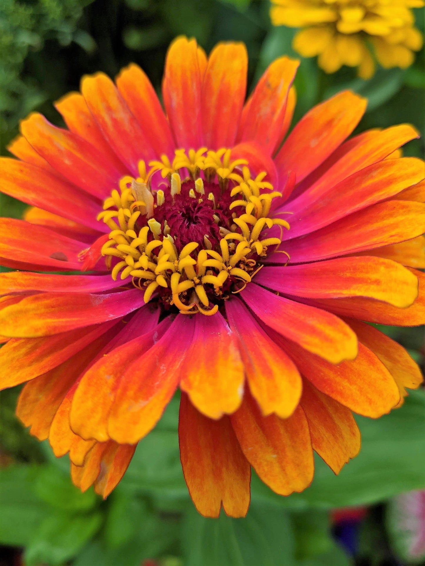 50 SOMBRERO ZINNIA Elegans Mexican Zinnia Haageana Orange Red Yellow Bicolor Flower Seeds - Blessings Grow Meadows -