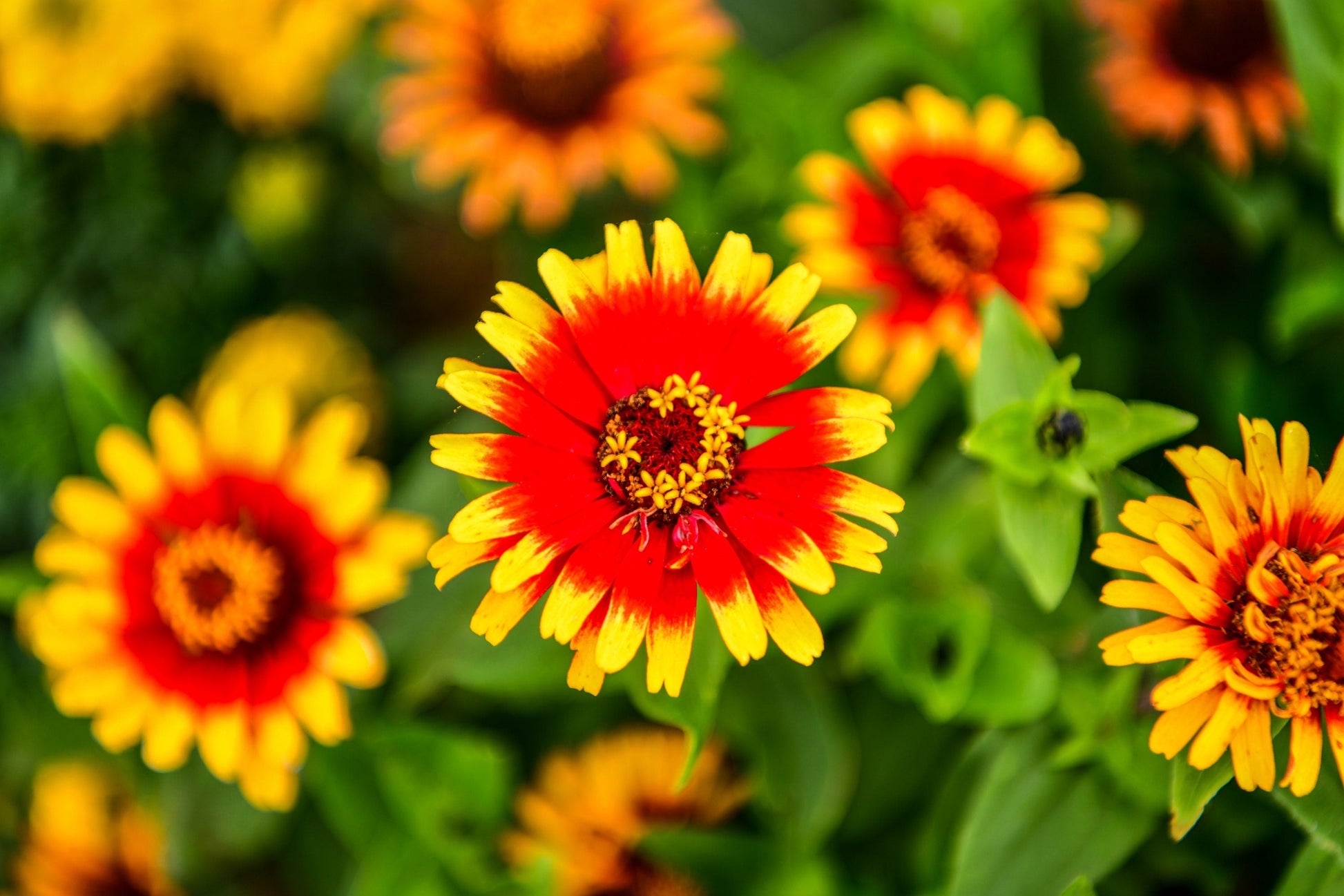 50 SOMBRERO ZINNIA Elegans Mexican Zinnia Haageana Orange Red Yellow Bicolor Flower Seeds - Blessings Grow Meadows -